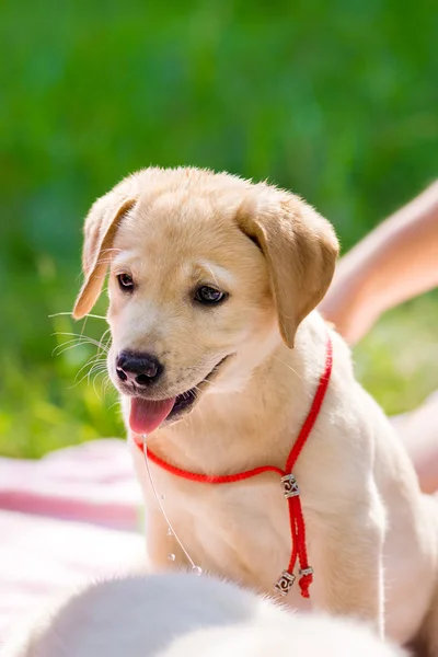 Labrador chiot récupérateur dans la cour — Photo