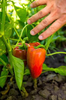 çiftçi sebze bahçesi içinde olgun biber hasat