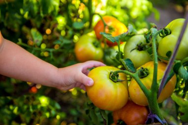 Çocuk yırtılma kırmızı domates el.