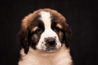 bir köpek yavrusu Moskova watchdog portresi