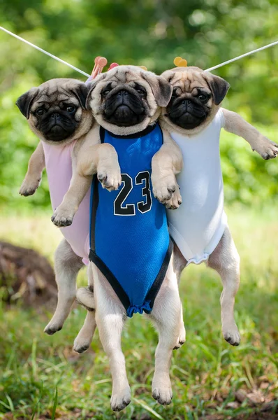 Lustige Mops-Welpen wiegen in Wäscheleine — Stockfoto