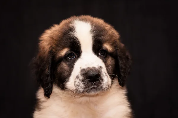 Portrait d'un chiot chien de garde de Moscou — Photo