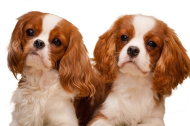 oturmuş, üzerinde beyaz izole iki cavalier king charles