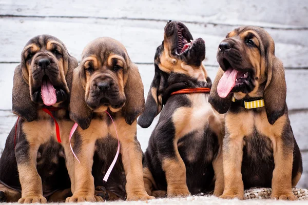 Szép kölykök Bloodhound, a világos háttér — Stock Fotó