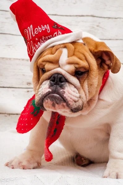 Inglês bulldog em santa claus chapéu — Fotografia de Stock