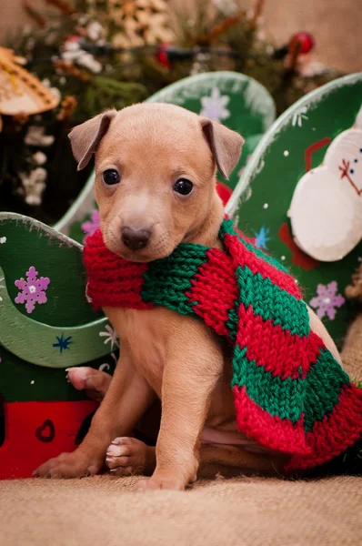 Chiot lévrier italien sur fond de Nouvel An — Photo