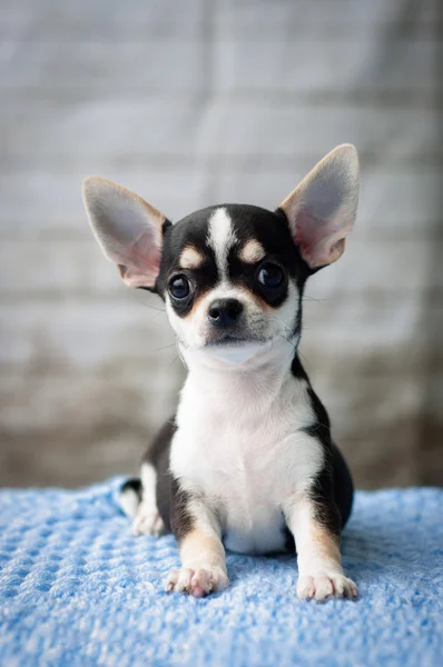 bir battaniye üzerinde oturan sevimli chihuahua köpek yavrusu