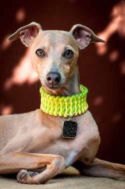 Doğurmak kahverengi co İtalyan tazı bir köpek portresi
