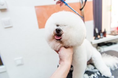 Grooming dogs Bichon Frise in a professional hairdresser clipart