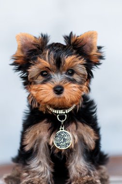 Yorkshire terrier köpek yavrusu 3 yaş