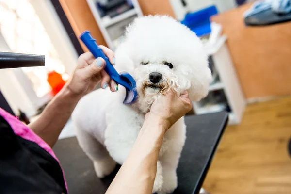 Καλλωπισμός σκύλων Bichon Frise σε έναν επαγγελματία κομμωτή — Φωτογραφία Αρχείου