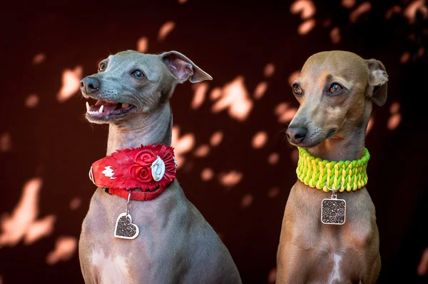 O retrato de um cão da raça o Greyhound italiano de cor marrom — Fotografia de Stock