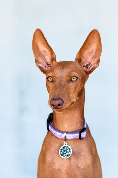 Cão Cirneco dell 'Etna — Fotografia de Stock