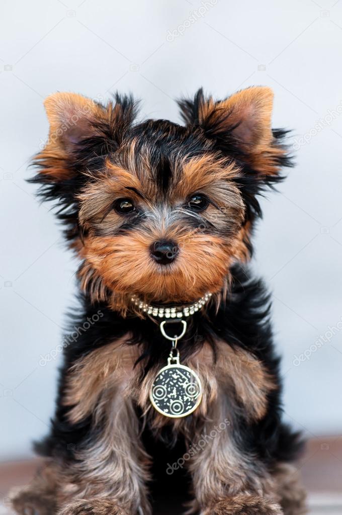yorkshire terrier puppy the age of 3