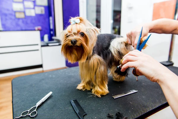 Hairdresser mows Yorkshire Terrier fur on the ear with a trimmer — Stock Photo, Image