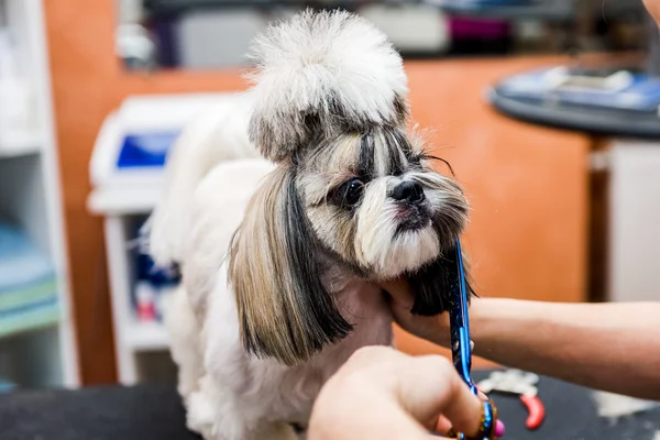 Arrumando o cão Shih Tzu — Fotografia de Stock