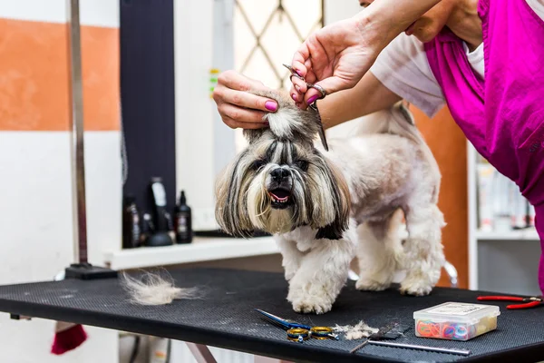 Arrumando o cão Shih Tzu — Fotografia de Stock