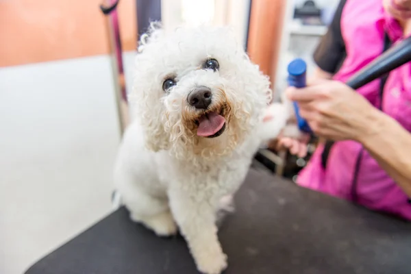 Cães de higiene Bichon Frise em um cabeleireiro profissional — Fotografia de Stock