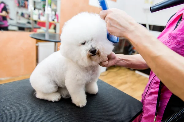 Grooming dogs Bichon Frise in a professional hairdresser — Stock Photo, Image