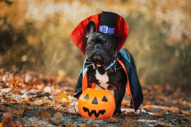 Dracula kostümlü Bulldog. Cadılar Bayramı vampiri.