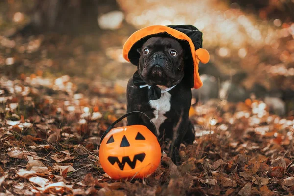 Portrait Dog Halloween Costume Pumpkin Basket Park Yellow Leaves Halloween — Stock Photo, Image