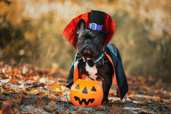Bulldog Draculakuladräkt Halloweenvampyr — Stockfoto