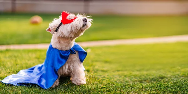 Cute Funny Dog Wearing Superhero Mask Cape Posing Camera Yawning — Stock Photo, Image