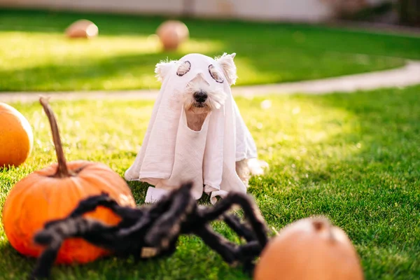 Happy Halloween Dog Ghost Costume Ghost — Stock Photo, Image
