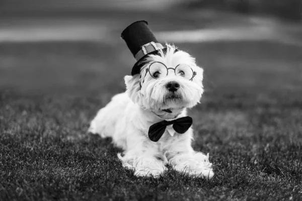 Cute West Highland White Terrier Dog Bow Tie Top Hat — Stock Photo, Image