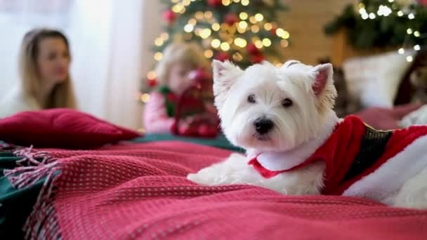 Als Weihnachtsmann verkleideter West Terrier liegt auf einem roten Cover vor dem Hintergrund eines schimmernden Weihnachtsbaums — Stockvideo