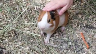 Bir çocuk hayvanat bahçesinde bir kobayla oynaşıyor. Evcil kemirgen