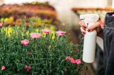 Serada çiçekleri sulayan spreyli bir kadın eli. Bitki bakımı, sağlık, ekoloji. Genç kadın bahçıvan bir serada çalışıyor.
