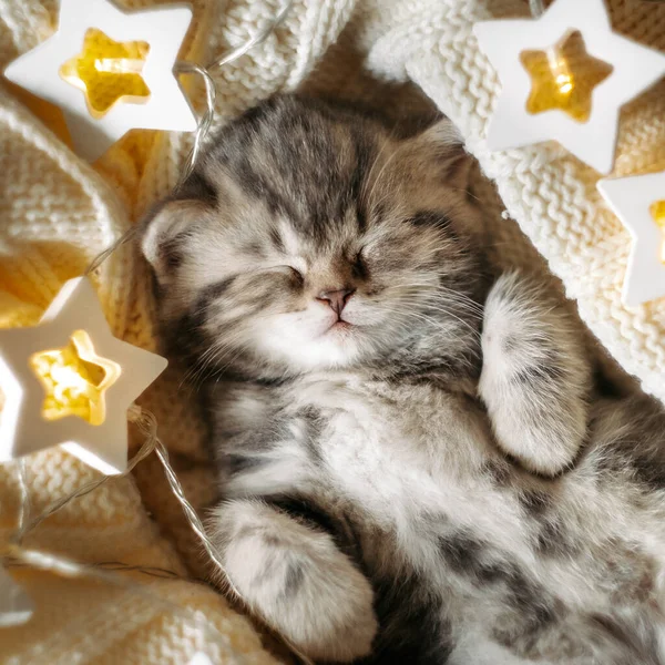 Aranyos Kis Cica Alszik Egy Kötött Takaróban Csillagkoszorúval — Stock Fotó