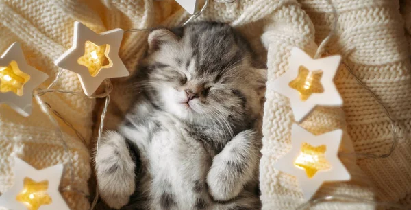 Cute Little Tabby Kitten Sleeping Knitted Blanket Garland Stars — Stock Photo, Image