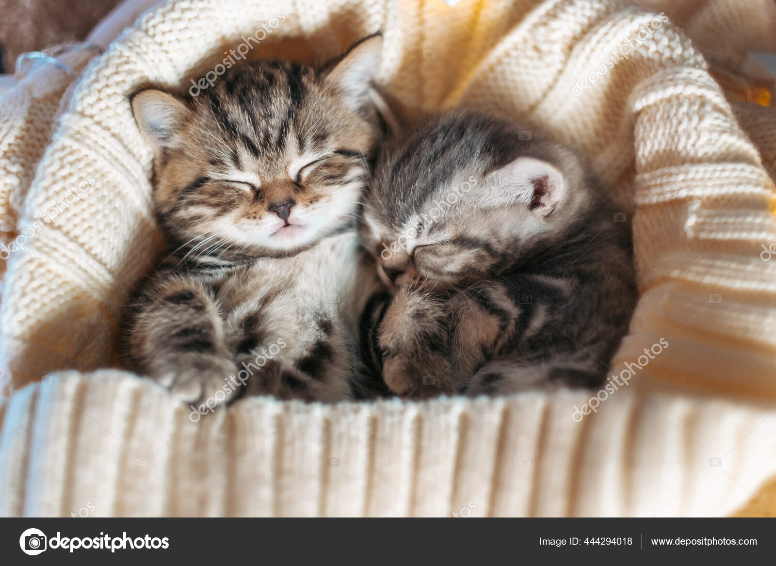 images of cute baby cats