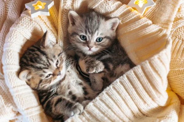 Cute Tabby Kittens Playing Sleeping Together Cute Baby Cats Love — Stock Photo, Image