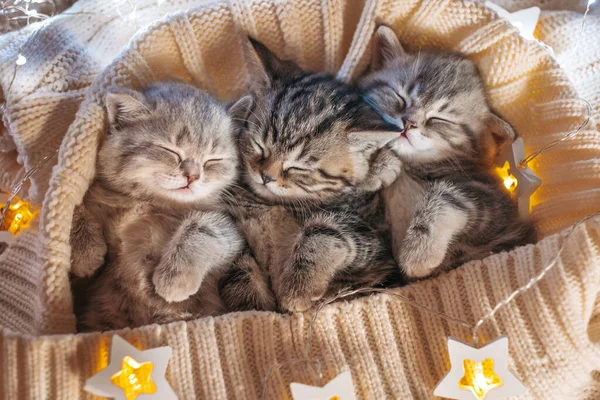 Trois Mignons Chatons Tabby Jouant Ensemble Bébés Chats Mignons Amoureux — Photo