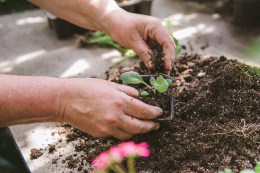 Çiçekçi adam elinde toprak tutuyor. Bir çiçek yetiştiricisinin ellerinde filizlenen.
