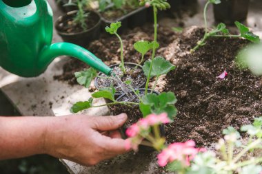 Çiçekçi adam elinde toprak tutuyor. Bir çiçek yetiştiricisinin ellerinde filizlenen.