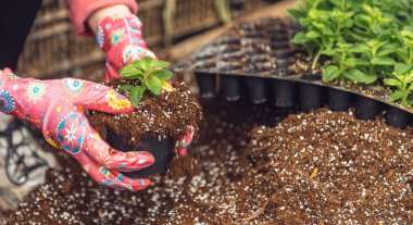 Çiçekçi adam elinde toprak tutuyor. Bir çiçek yetiştiricisinin ellerinde filizlenen.