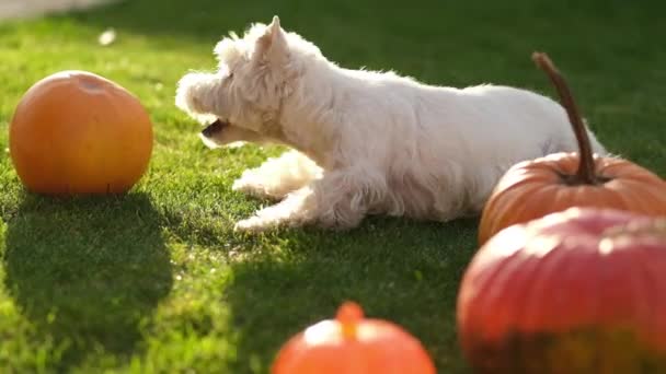 Master and obedient dog. Smart dog is joyfully executing commands. — Stock Video