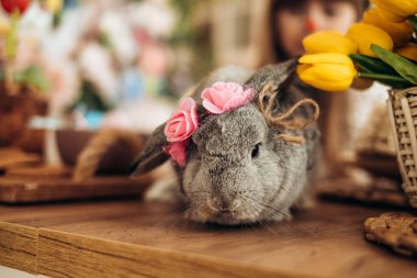 Paskalya tavşanı bir masada oturuyor, lalelerin arka planına karşı. Paskalya dekoru, arkaplan