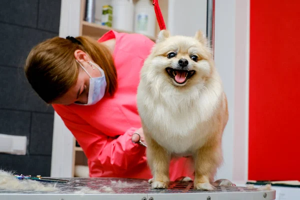 Kuaförde Pomeranya köpekleri tımar ediyorum. Profesyonel köpek bakımı.. — Stok fotoğraf