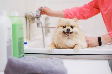 Pomeranian, bir kuaförde köpekler için bir banyo. Saç kesimini ve köpek tımarını popüler hale getirme fikri. Spitz su yatay görünümü ile yıkama sürecinde
