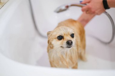 Pomeranian, bir kuaförde köpekler için bir banyo. Saç kesimini ve köpek tımarını popüler hale getirme fikri. Spitz su yatay görünümü ile yıkama sürecinde