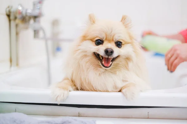 Pomeranian em um banheiro em um salão de beleza de cães. O conceito de popularização de cortes de cabelo e preparação de cães. Spitz no processo de lavagem com vista horizontal de água — Fotografia de Stock