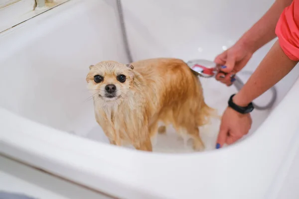 Πομεράνιαν σε ένα μπάνιο σε ένα σαλόνι ομορφιάς για σκύλους. Η έννοια της popularizing κουρέματα και περιποίηση σκύλων. Spitz κατά τη διαδικασία πλύσης με νερό οριζόντια άποψη — Φωτογραφία Αρχείου