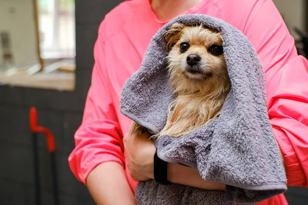Pomeranian spitz dog after washing in the grooming salon. O conceito de popularização de cortes de cabelo e preparação de cães. — Fotografia de Stock