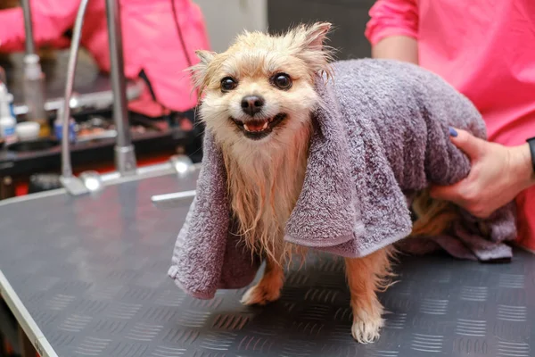 Pomeranian spitz dog después de lavarse en el salón de aseo. El concepto de popularizar los cortes de pelo y el aseo de perros. — Foto de Stock