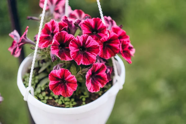 Cesti di petunia appesi fiori sul balcone. Petunia fiore in pianta ornamentale. — Foto Stock